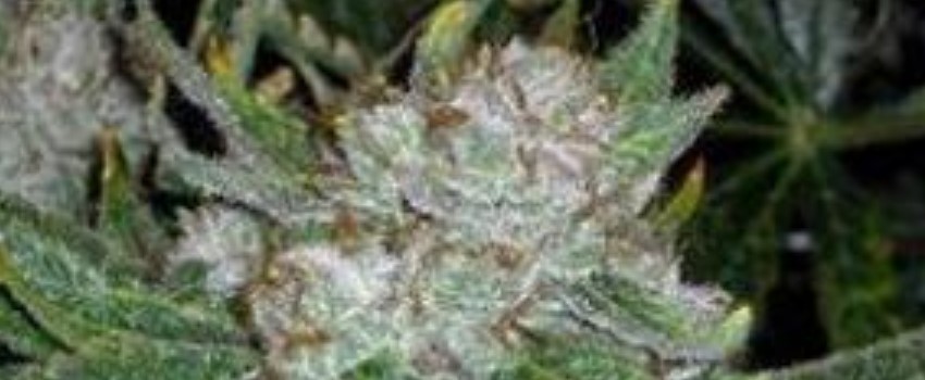 Chemmy Jones Medical