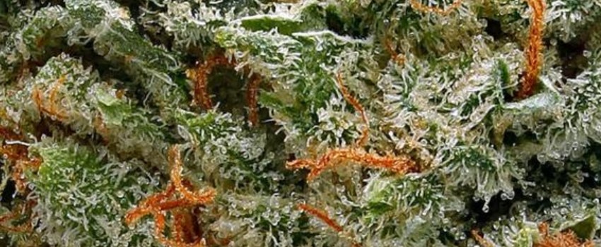 Chocolate Diesel Effects