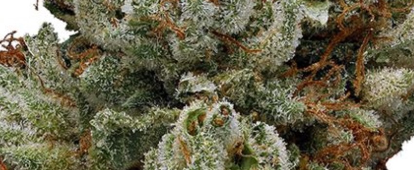 Chocolate Diesel Medical
