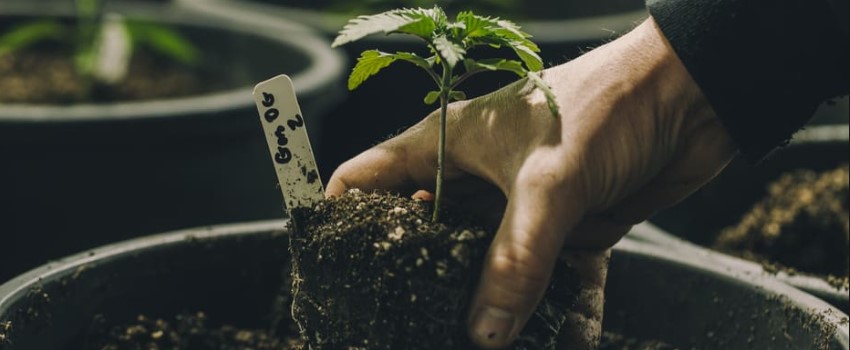 Colorado cannabis strong odor