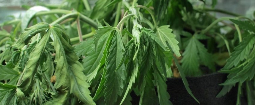 Common Watering Issues