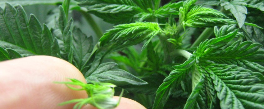 Cutting your stems