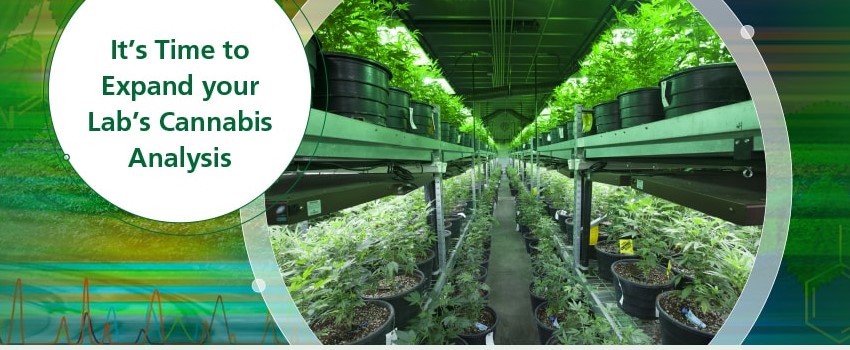 Expanding the scope of cannabis academia