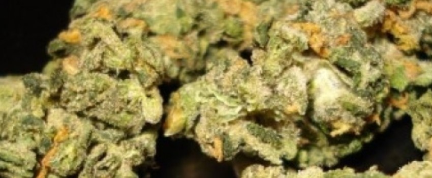 G13 Diesel Effects