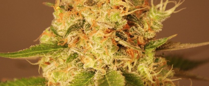 G13 Diesel Medical