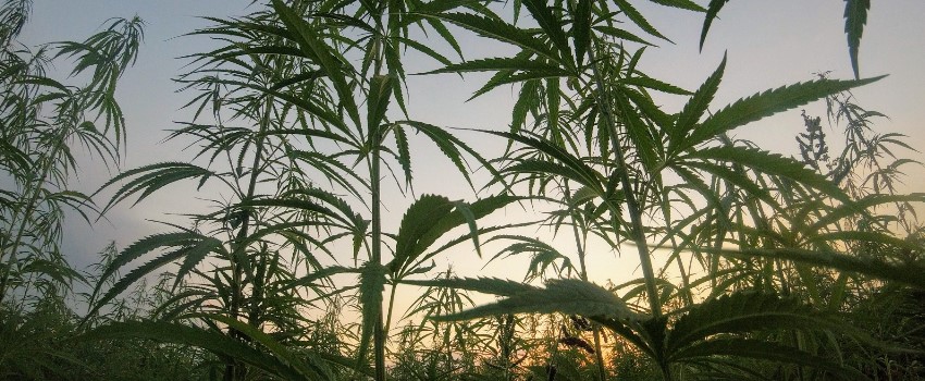 Getting Started Growing Outdoors