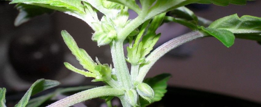 Hermaphrodites