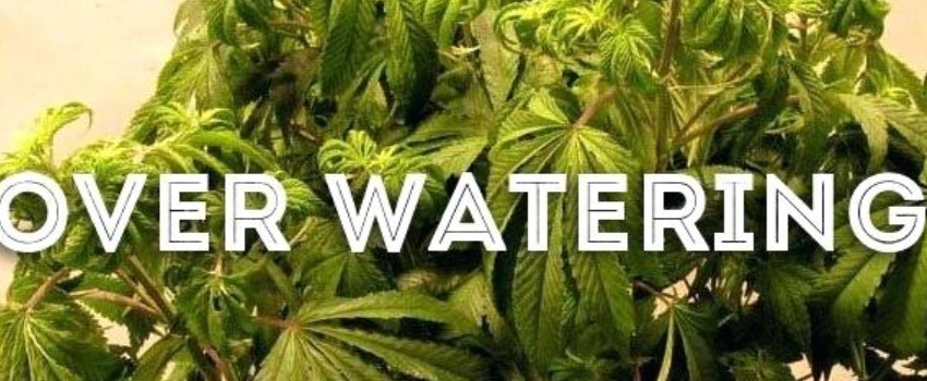 How to stop overwatering
