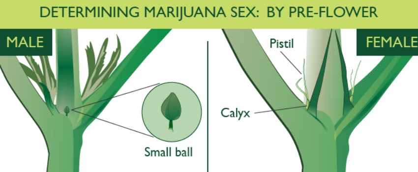 Identifying the sex