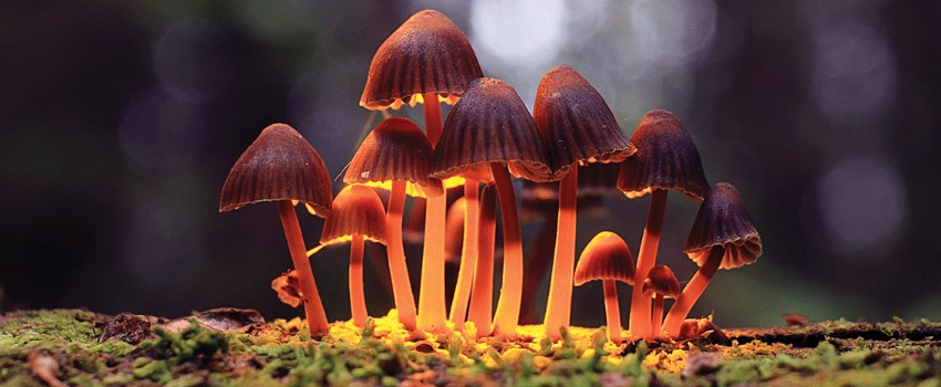 Legalization of Psilocybin