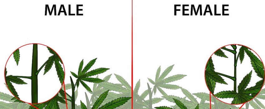 Marijuana can be male or female
