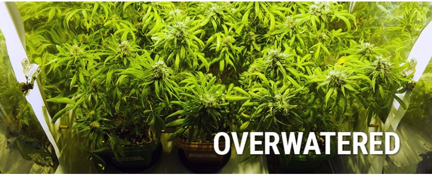 Overwatering