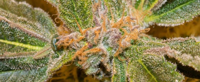 Pineapple Super Silver Haze Adverse Reaction