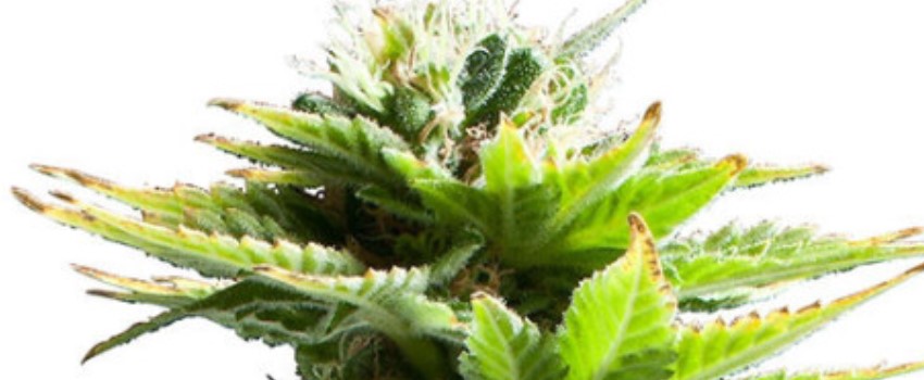 Pineapple Super Silver Haze Effects