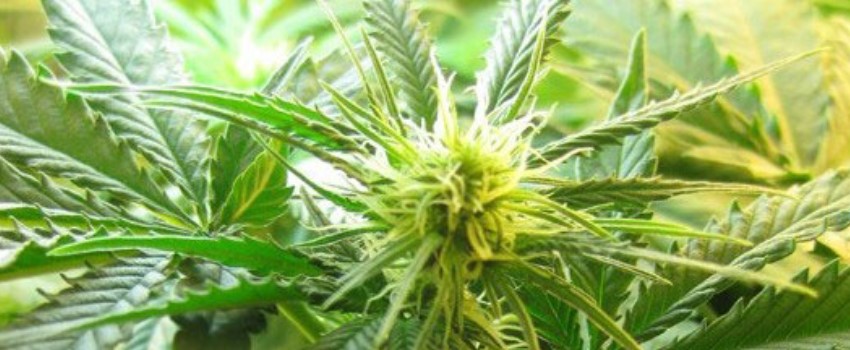 Pineapple Super Silver Haze Medical