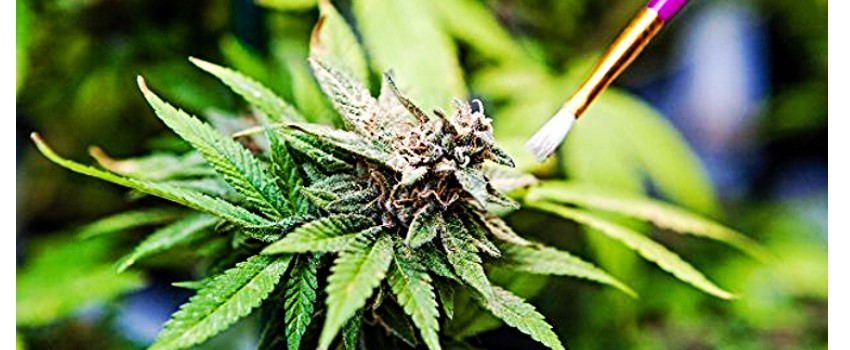 Preventing Pollination