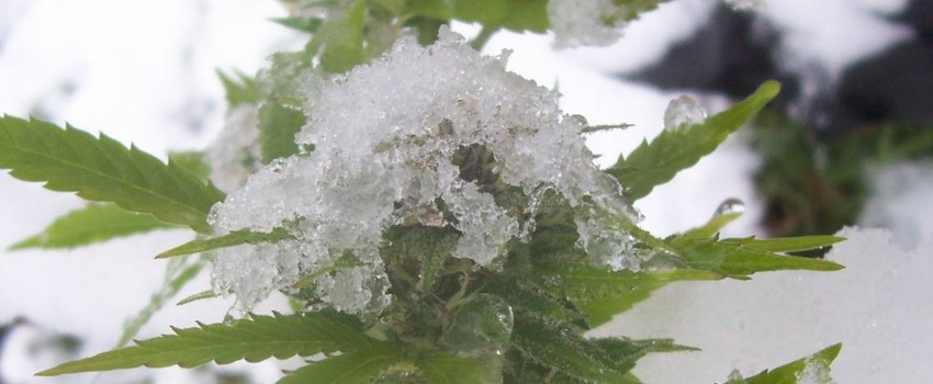 Protecting marijuana plants from cold weather