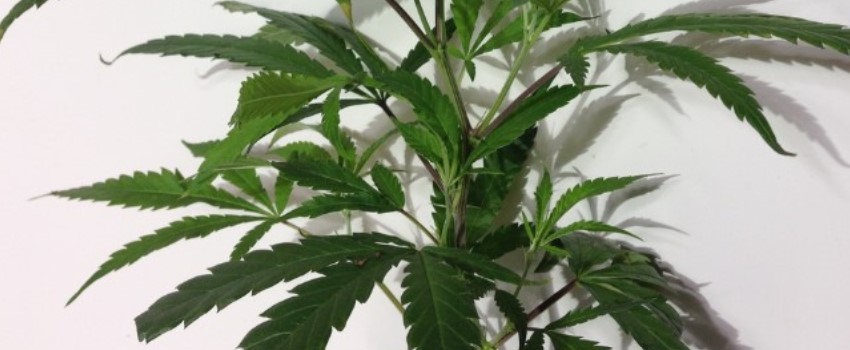 Selecting a mother plant