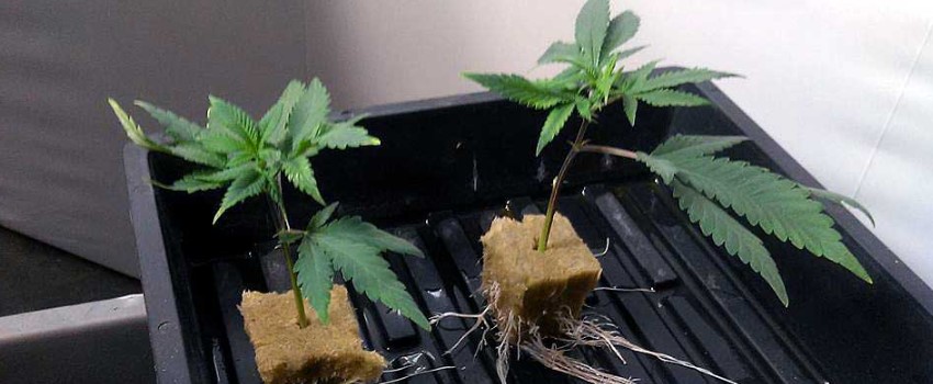 Taking cuttings from a flowering plant