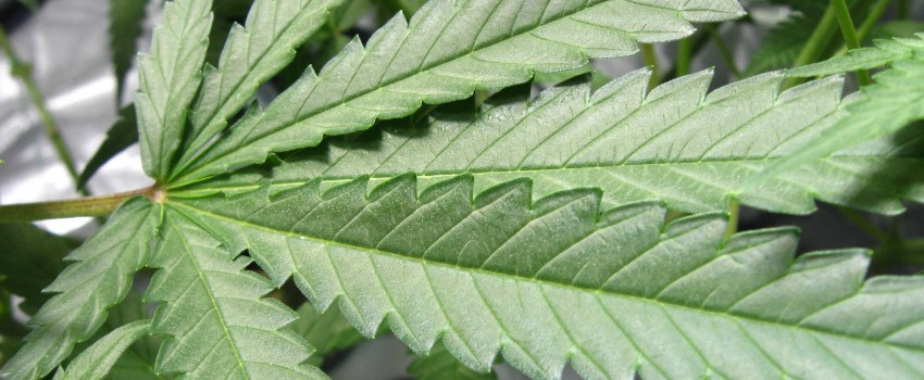 The effect of pH on Marijuana Plants