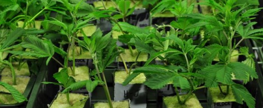 Transplanting clones