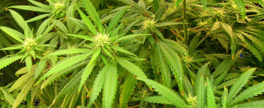 Triggering the flowering stage