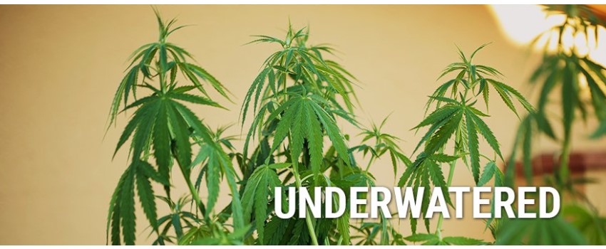 Underwatering