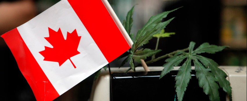 Weed shortage