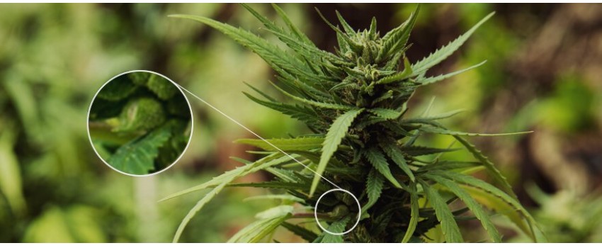 Why you may want a single-sex garden