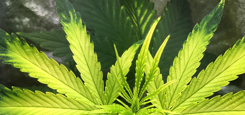 iron deficiency leaves
