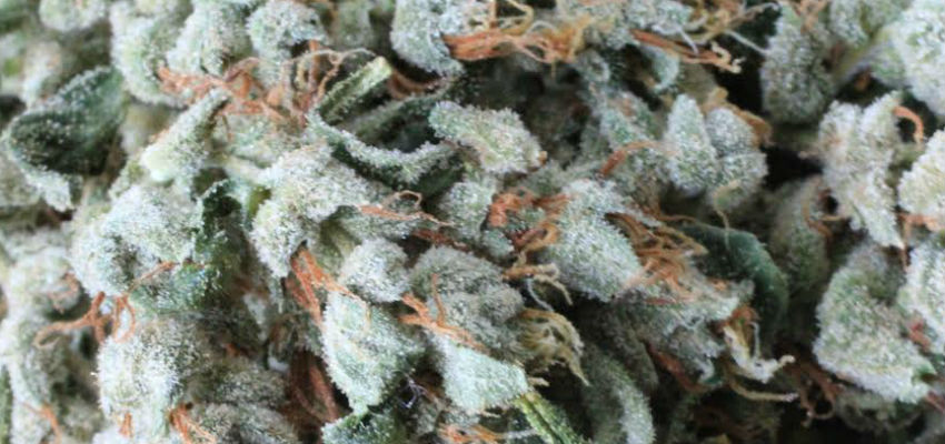 ripe cannabis flower things stoners love about fall