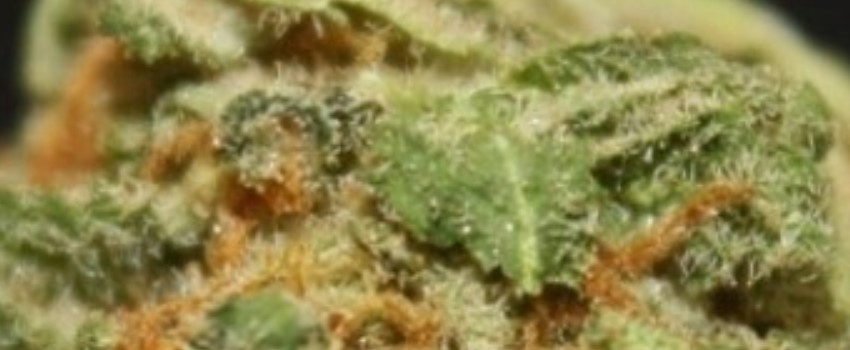 3D CBD Adverse Reaction