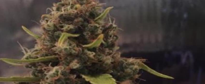 3D CBD Medical
