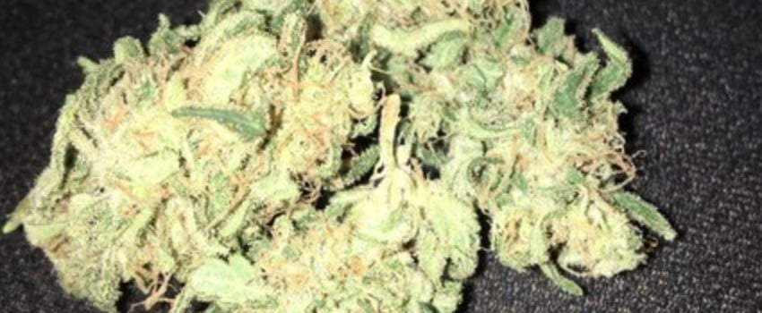 Afghan Cow Medical