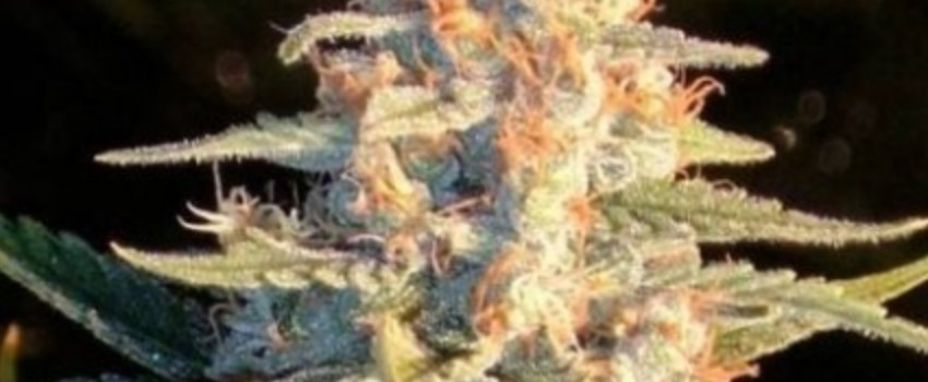 Cherry Grapefruit Effects