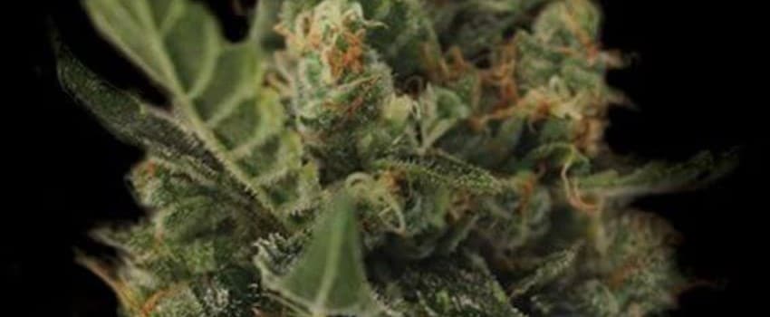 Cherry Grapefruit Medical