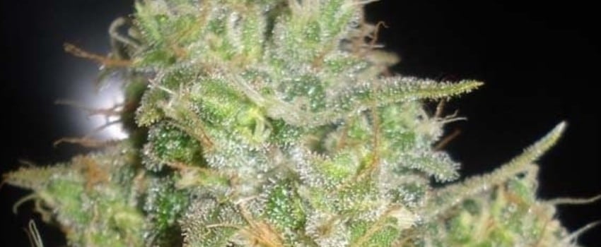 Critical Kali Mist Adverse Reaction