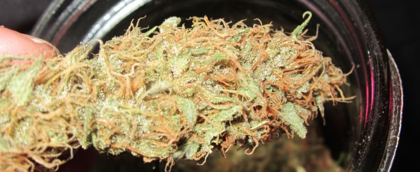 Critical Kali Mist Effects