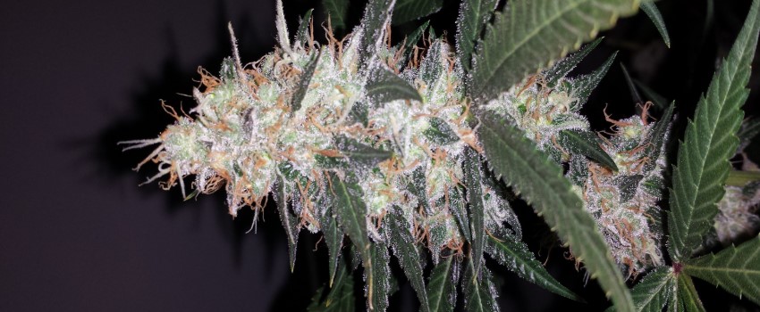 Critical Kali Mist Medical