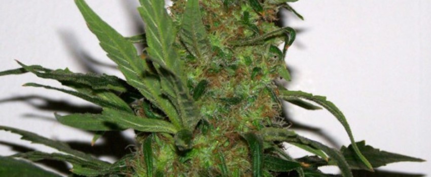 Durga Mata Medical