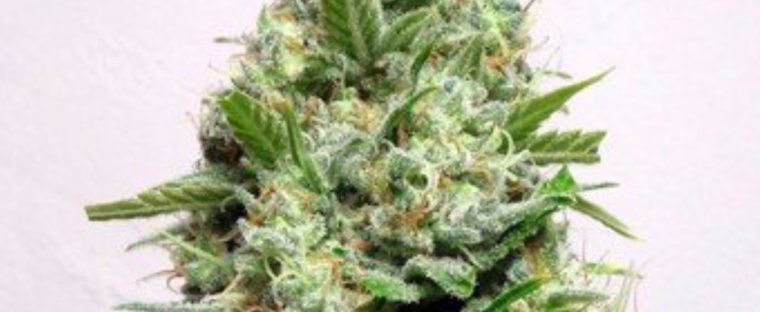 Kali 47 Adverse Reaction