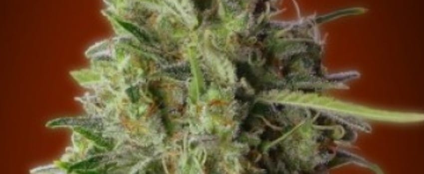 Kali 47 Medical