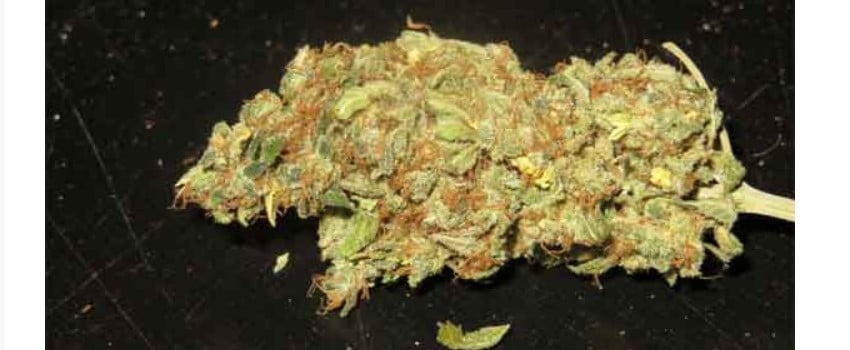 Mandala #1 Medical
