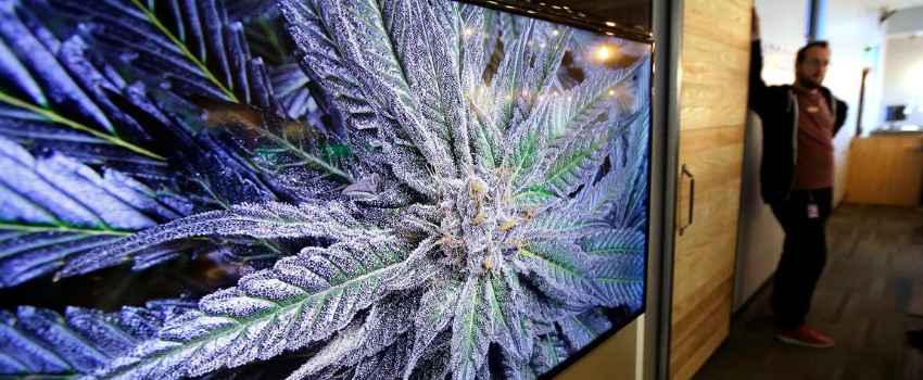 New England cannabis dispensary