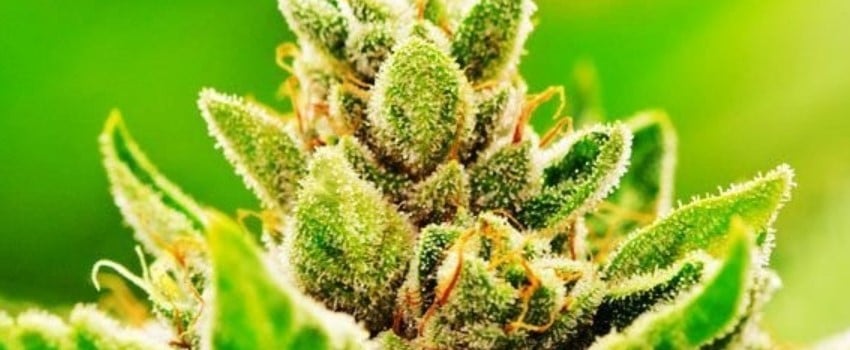 Phishhead Kush Adverse Reaction