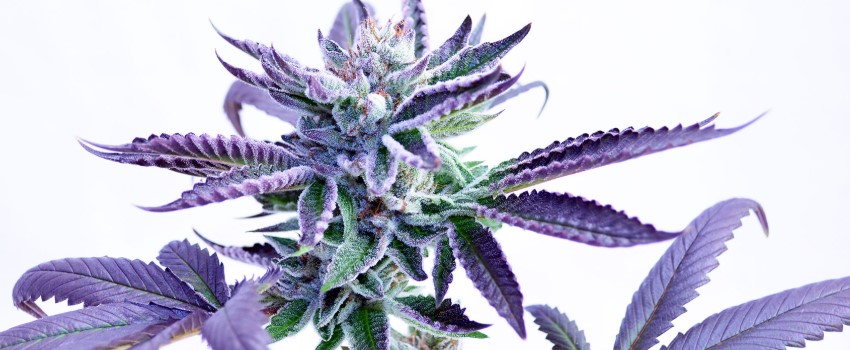 Phishhead Kush Effects