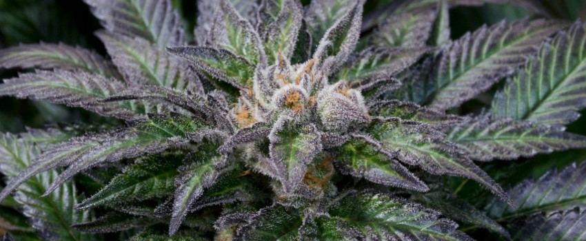 Phishhead Kush Medical