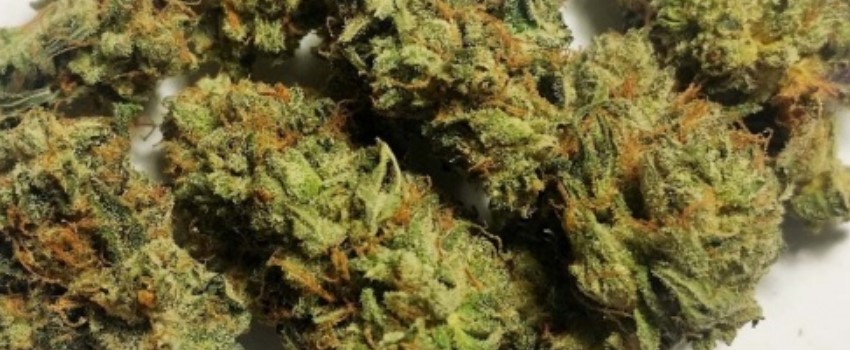 Pink Bubba Adverse Reaction