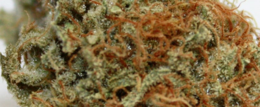 Sweet Berry Medical