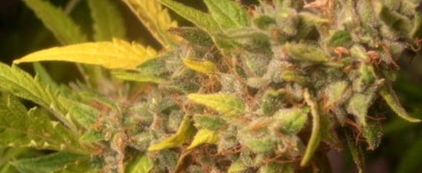 Tangerine Man Adverse Reaction